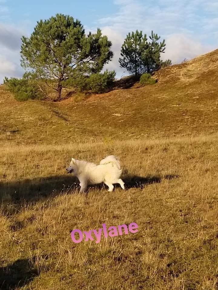 Oxylane del bella des boutchoux du forez